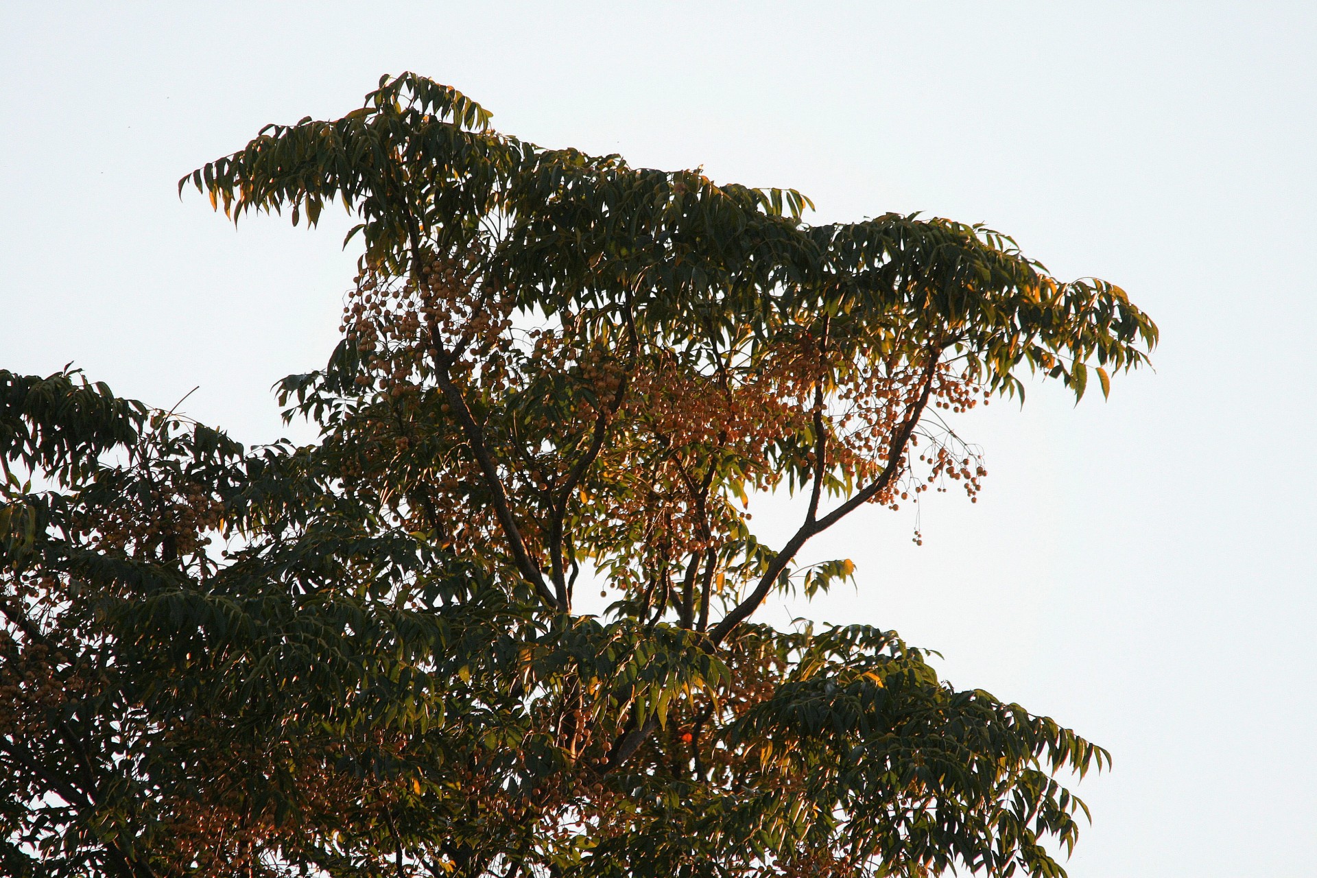 berries seeds yellow free photo