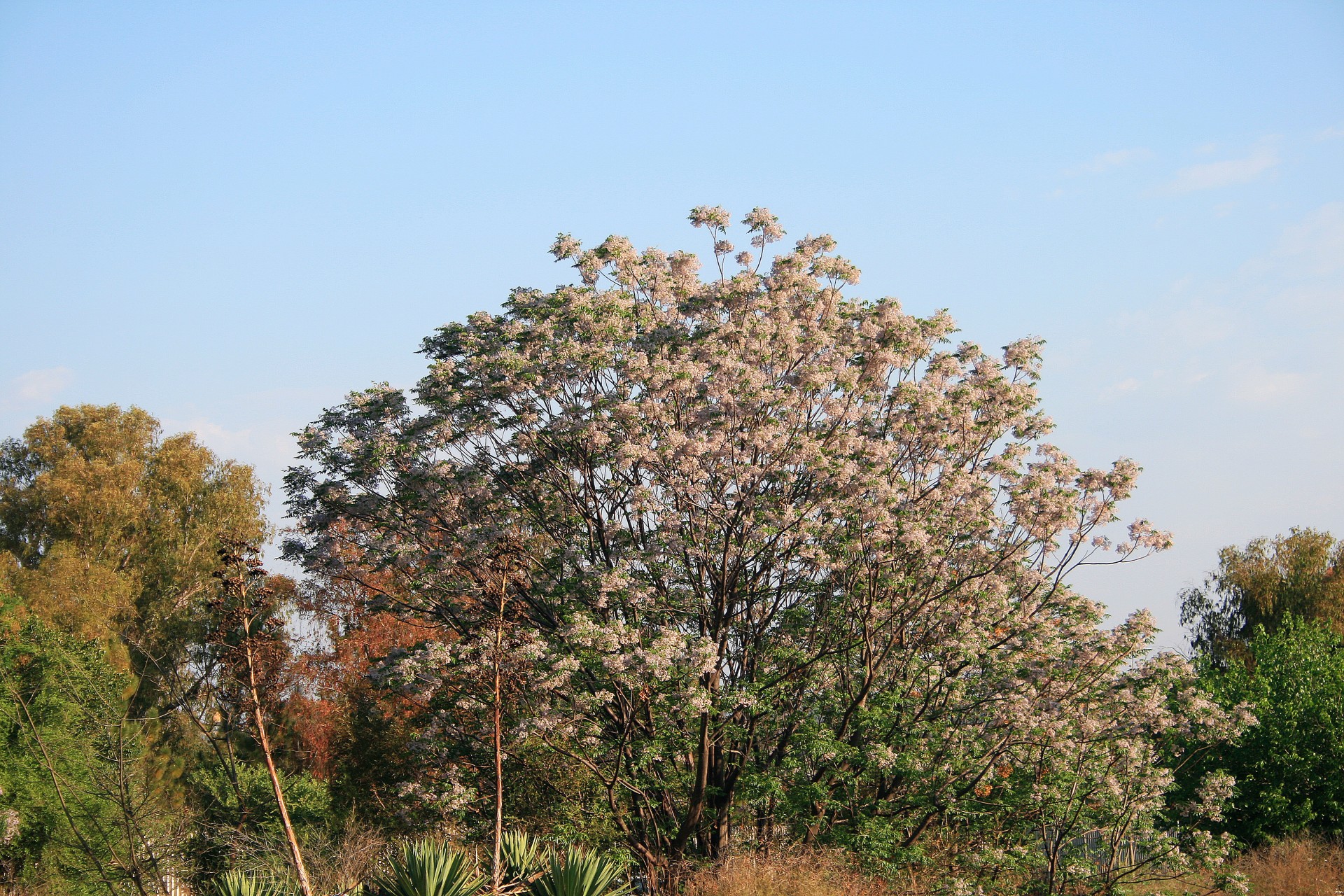 tree flowering spring free photo