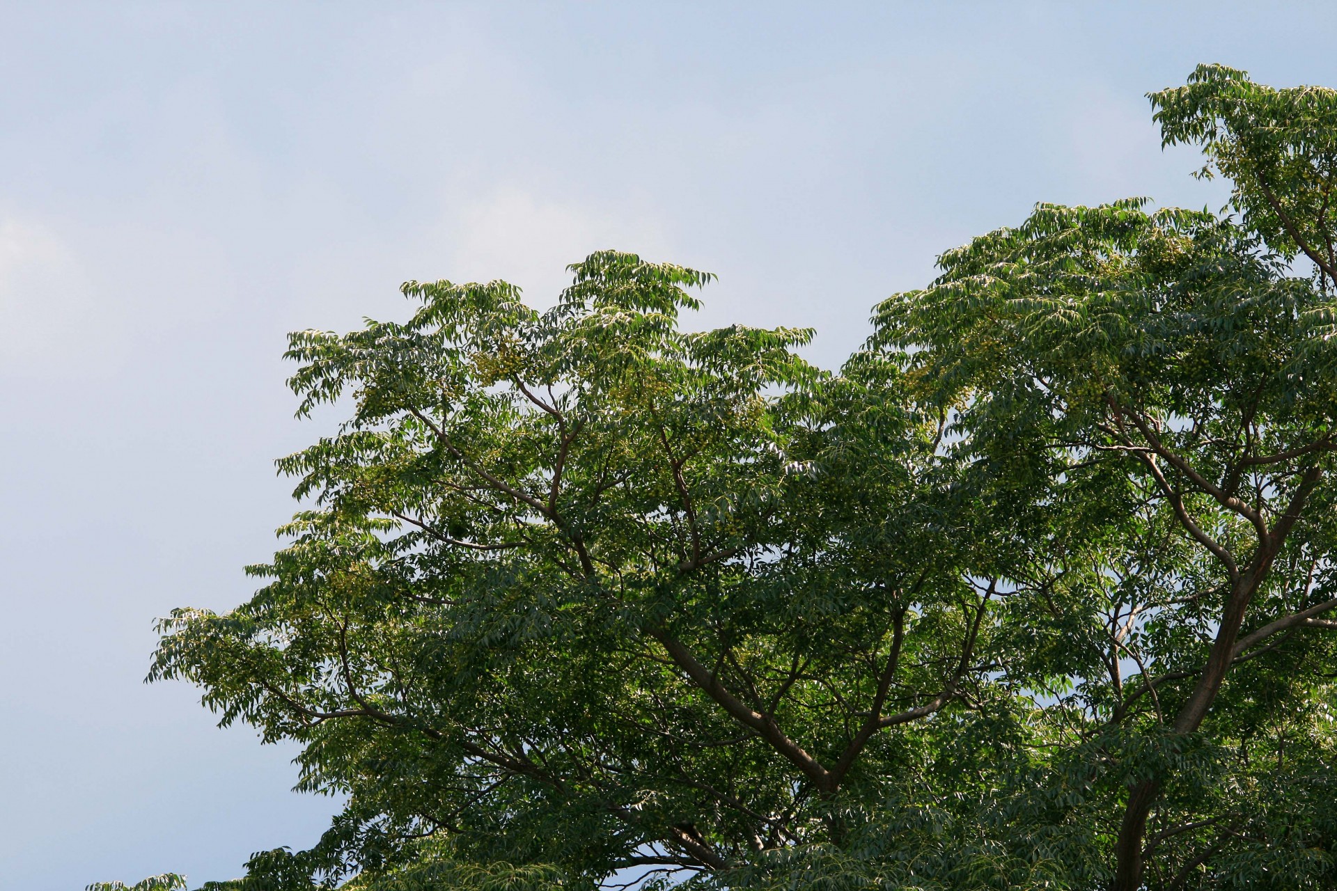 summer tree green free photo