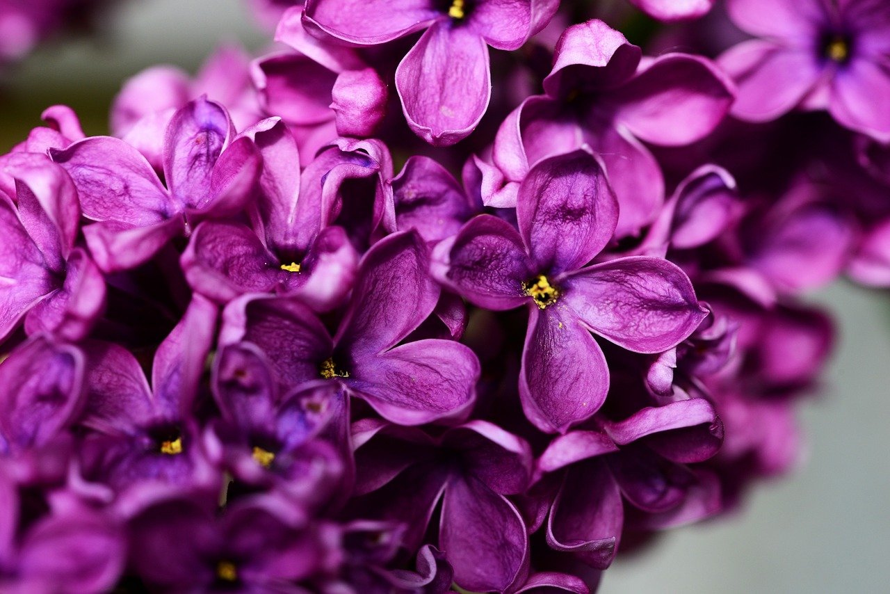 syringa vulgaris purple lilac lilac free photo