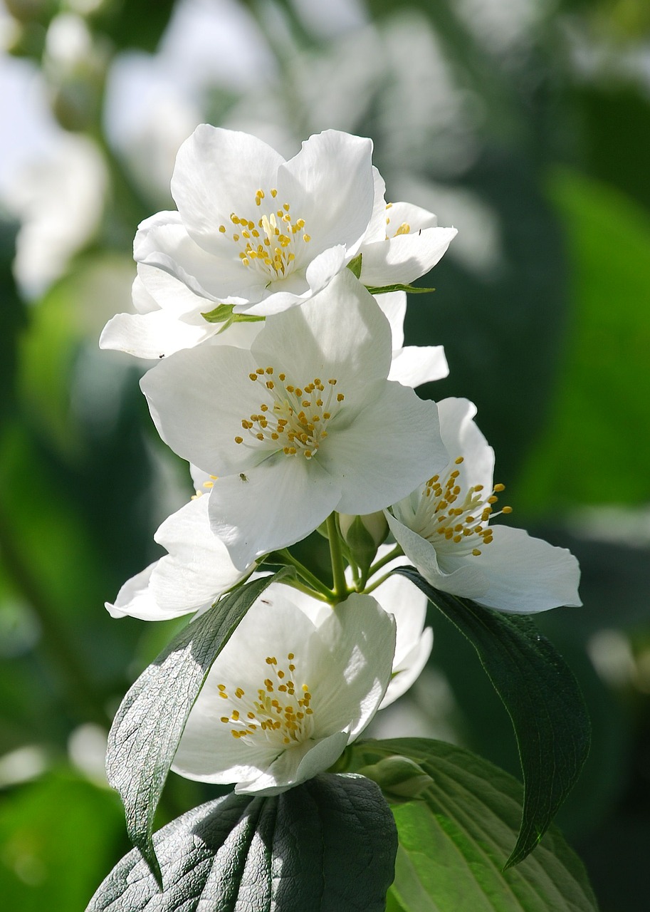 syringa vulgaris mock orange flower free photo