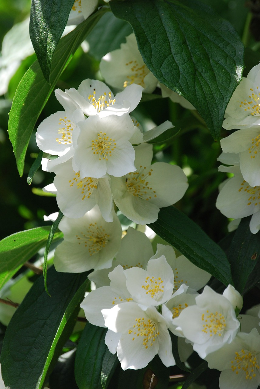 syringa vulgaris mock orange flower free photo