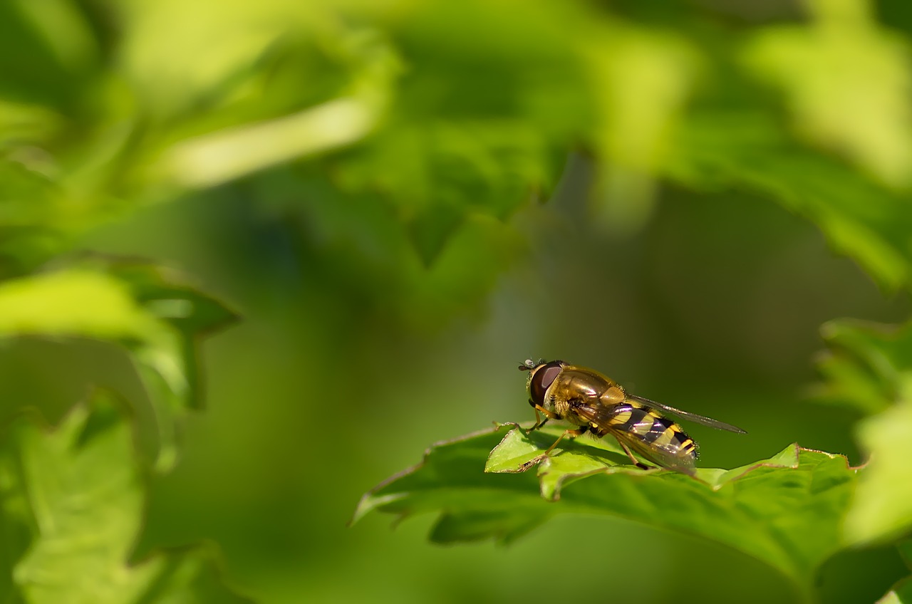 syrphid belted browser spring free photo