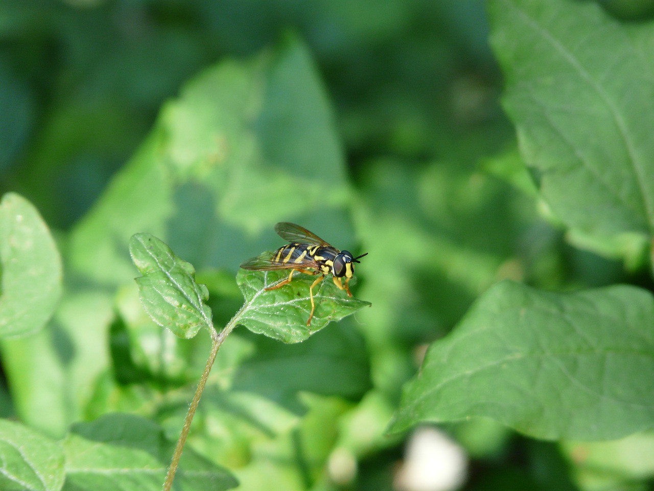 syrphide hoverfly wasp free photo