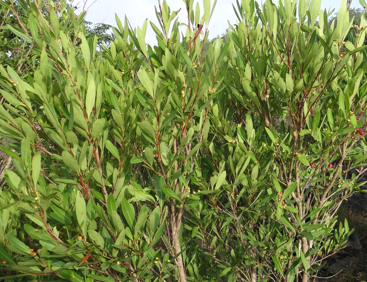 syzygium cumini wild riverbed free photo