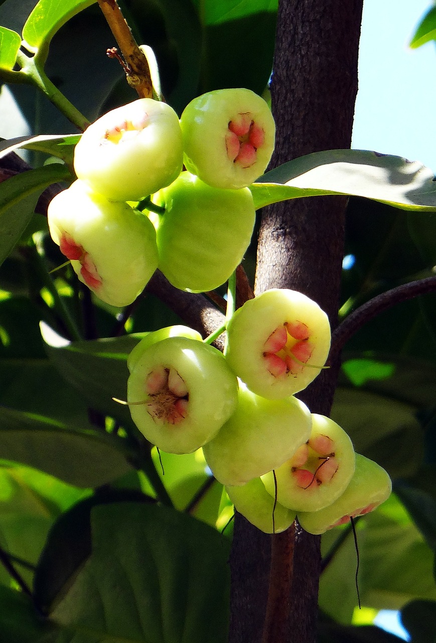 Edit free photo of Syzygium jambos,tree,rose apple,fruit,tropical ...