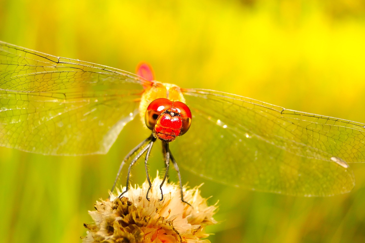 szablak blood  tom  dragonflies różnoskrzydłe free photo
