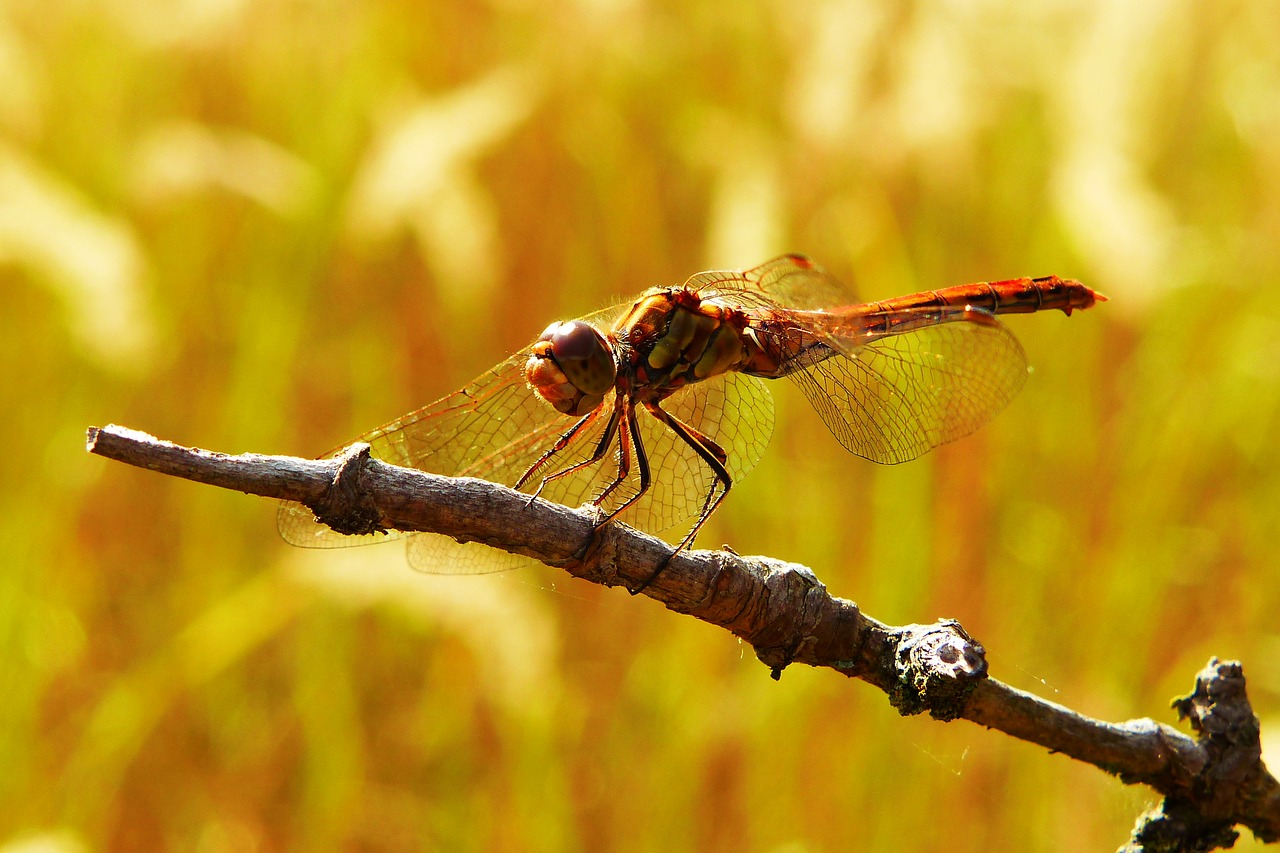 szablak blood  tom  insect free photo