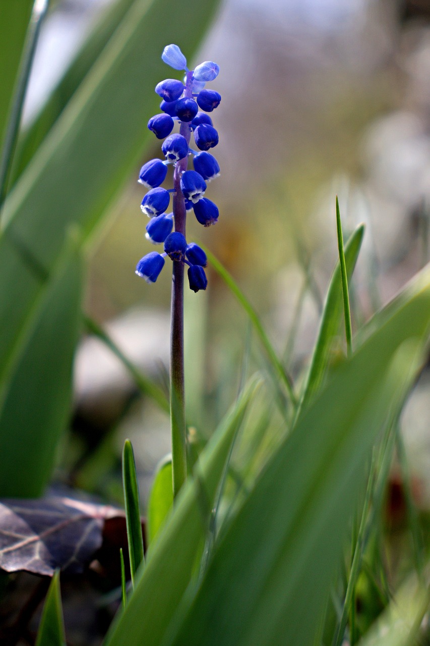 szafirek  flower  bloom free photo