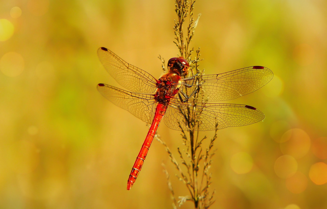 szafranka red  tom  dragonflies różnoskrzydłe free photo