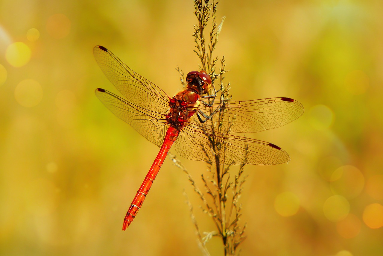 szafranka red  tom  dragonflies różnoskrzydłe free photo