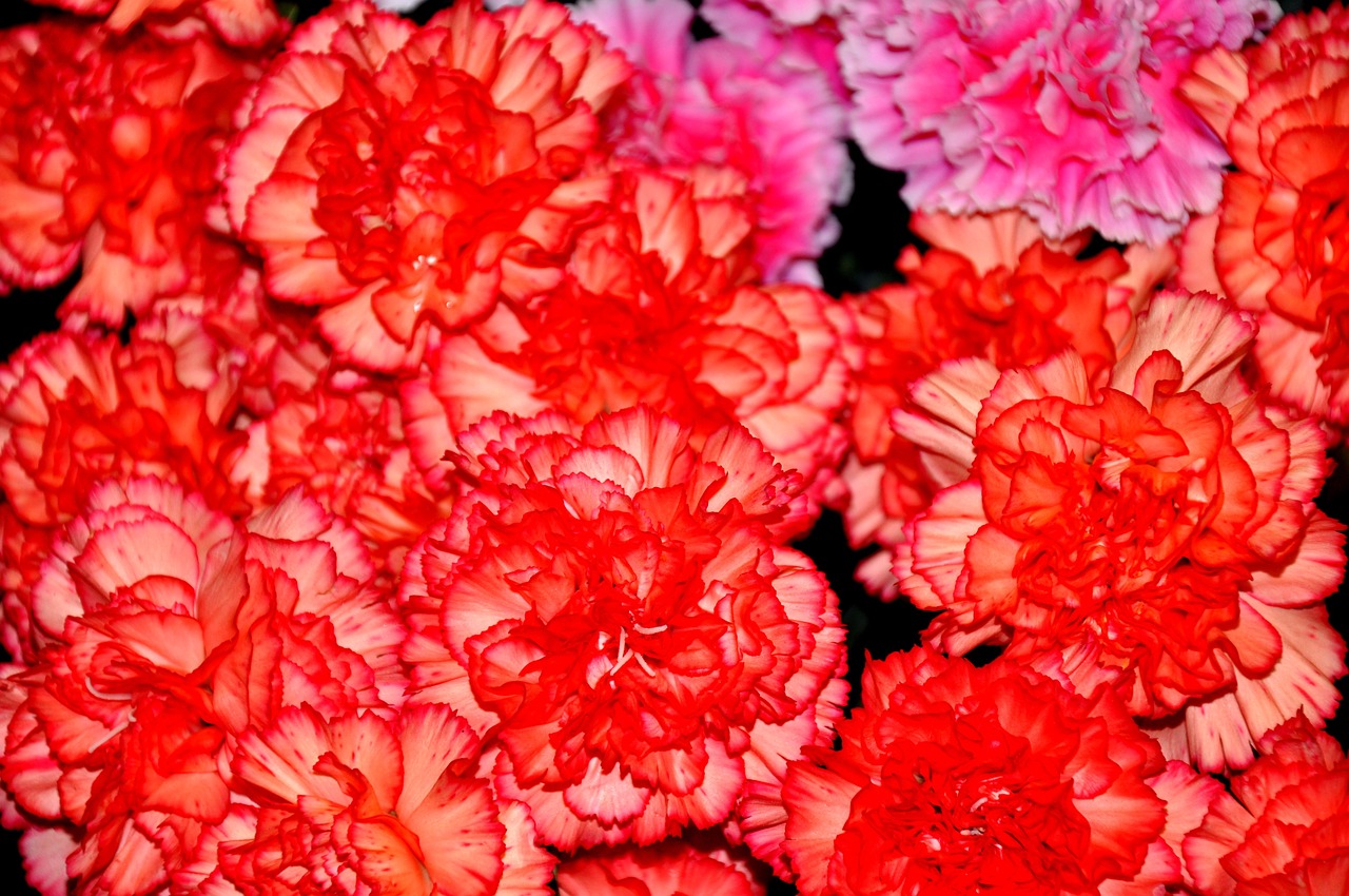szekfű red flower free photo