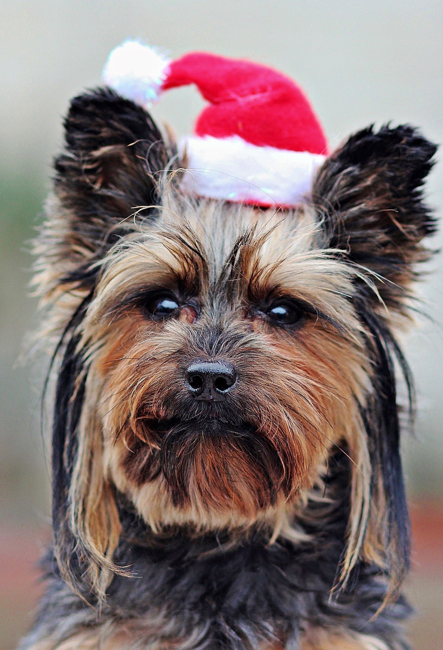 santa claus dog woman free photo