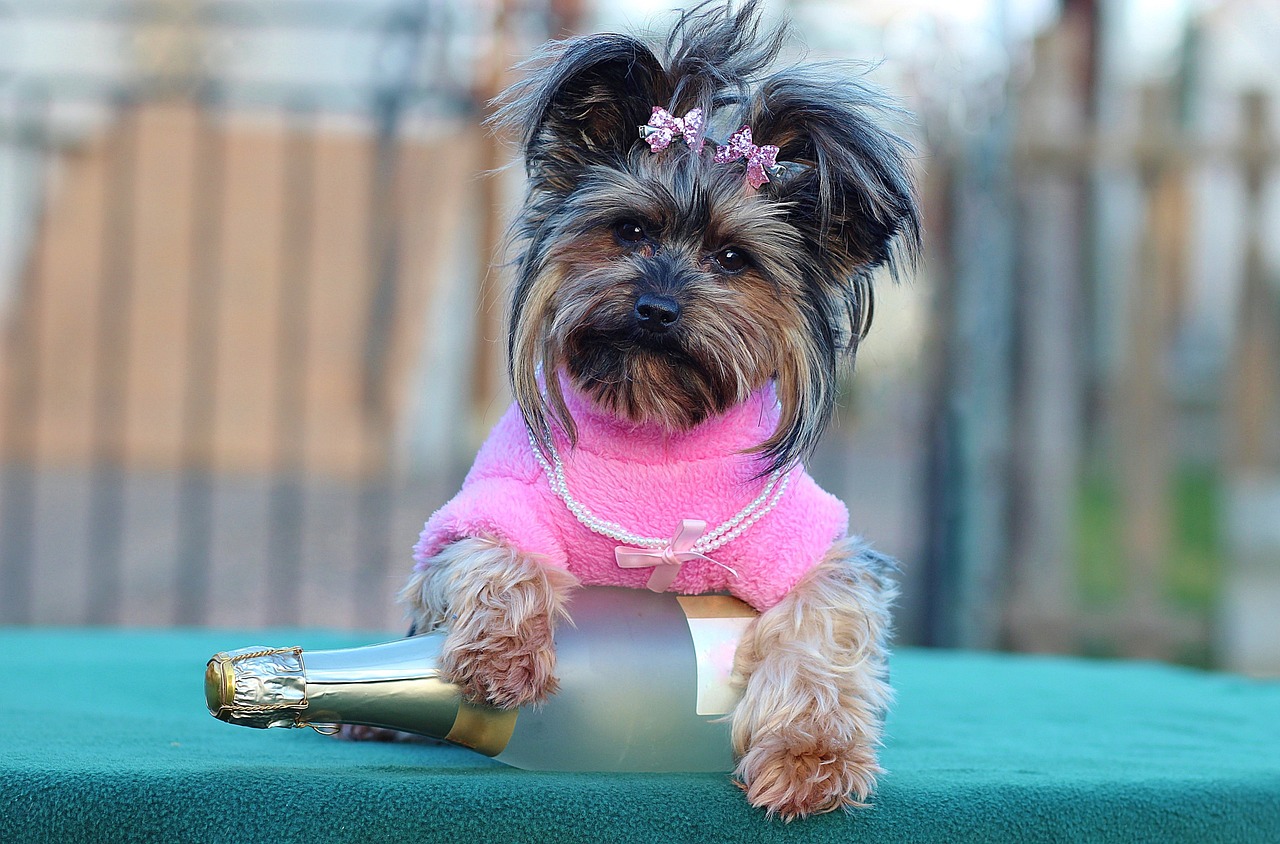 dog champagne happy new year free photo