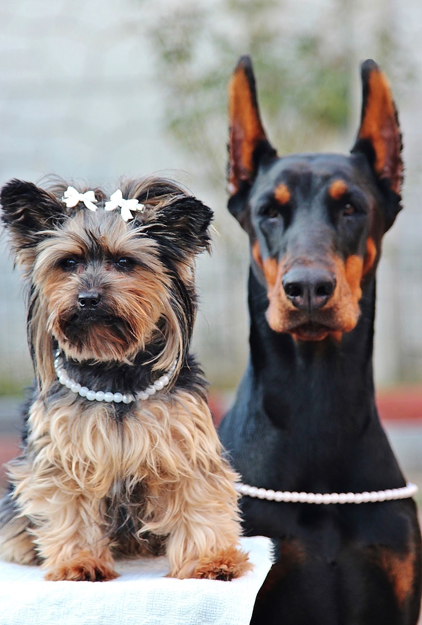 dog yorkshire terrier doberman free photo