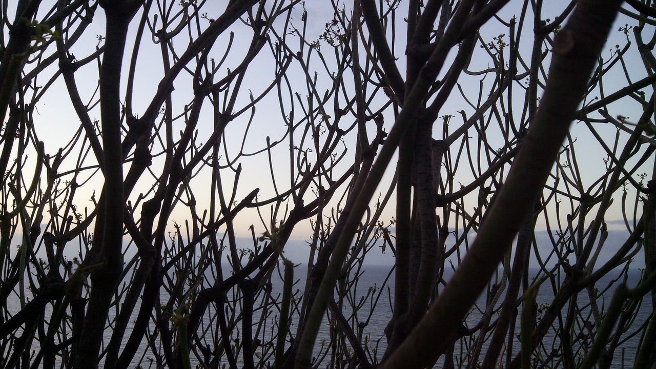 tabaiba tree between branches sea free photo