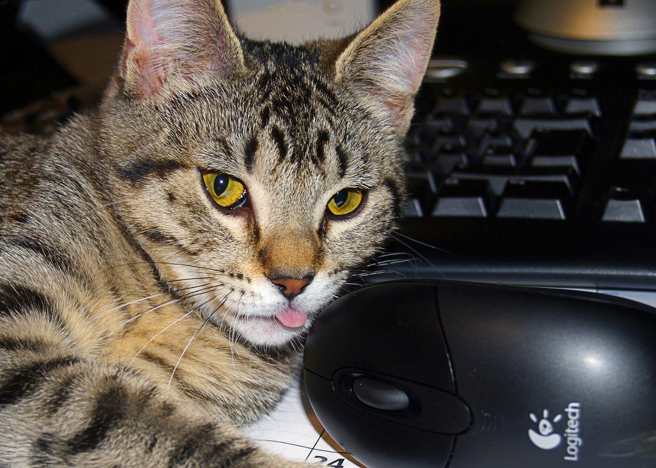 tabby cat and mouse keybord free photo