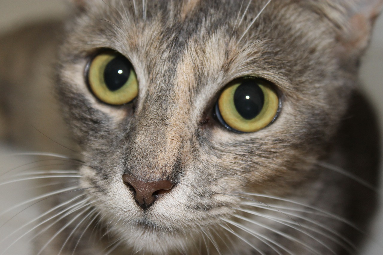 tabby yellow eyes feline free photo