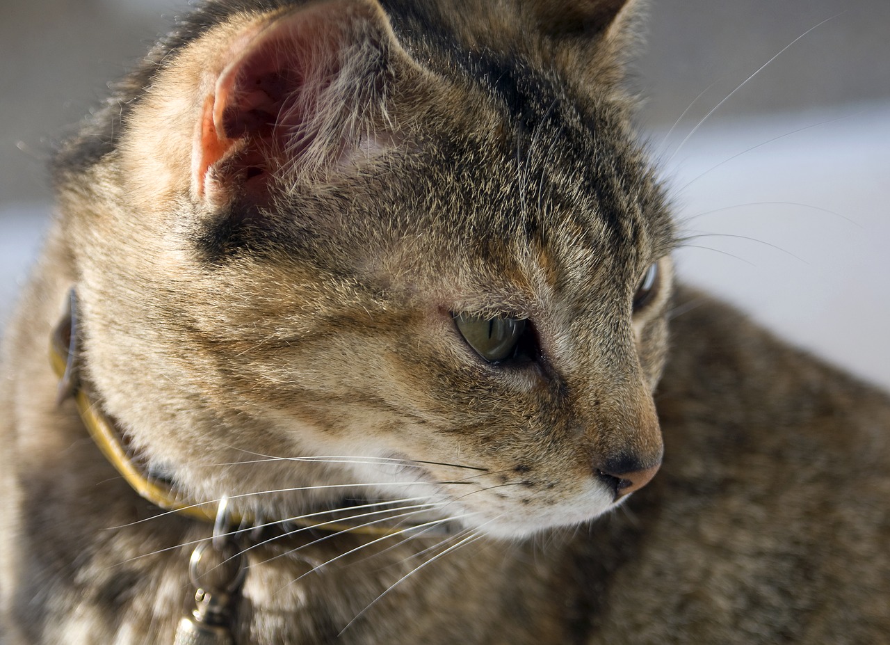 tabby  feline  fur free photo