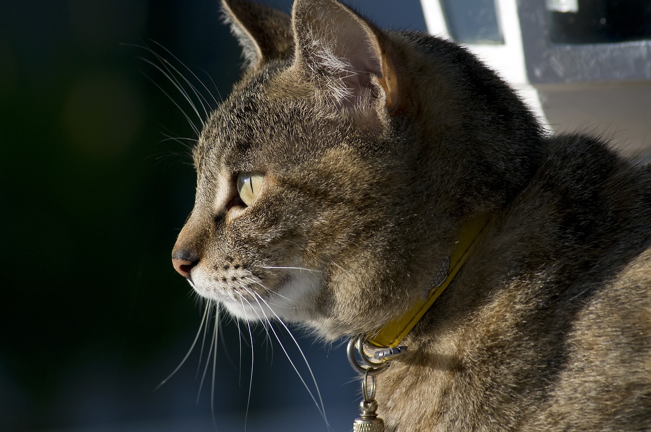 tabby  feline  cat free photo