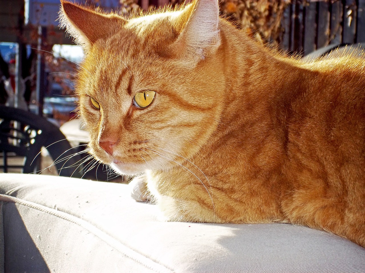 tabby cat orange free photo