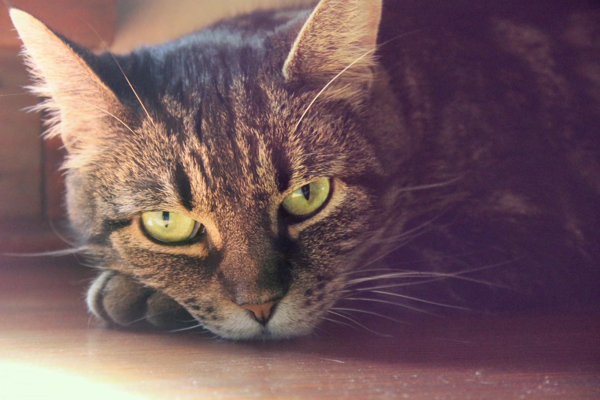 close up tabby cat free photo