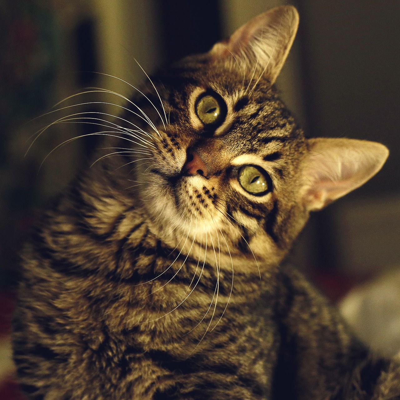 tabby cat pet animals free photo