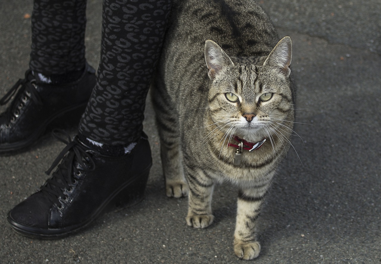 tabby cat feline cat eyes free photo