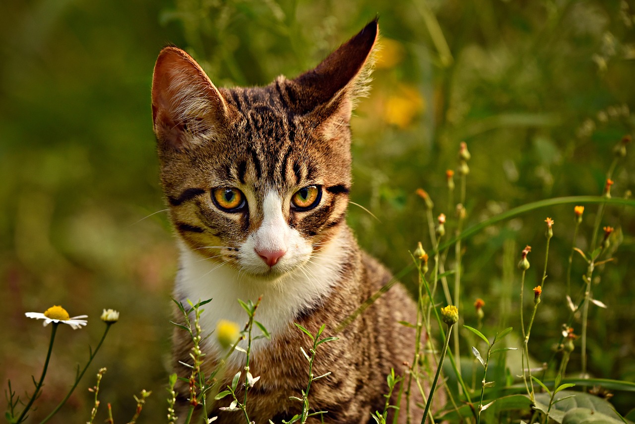 tabby cat  mackerel  animal free photo