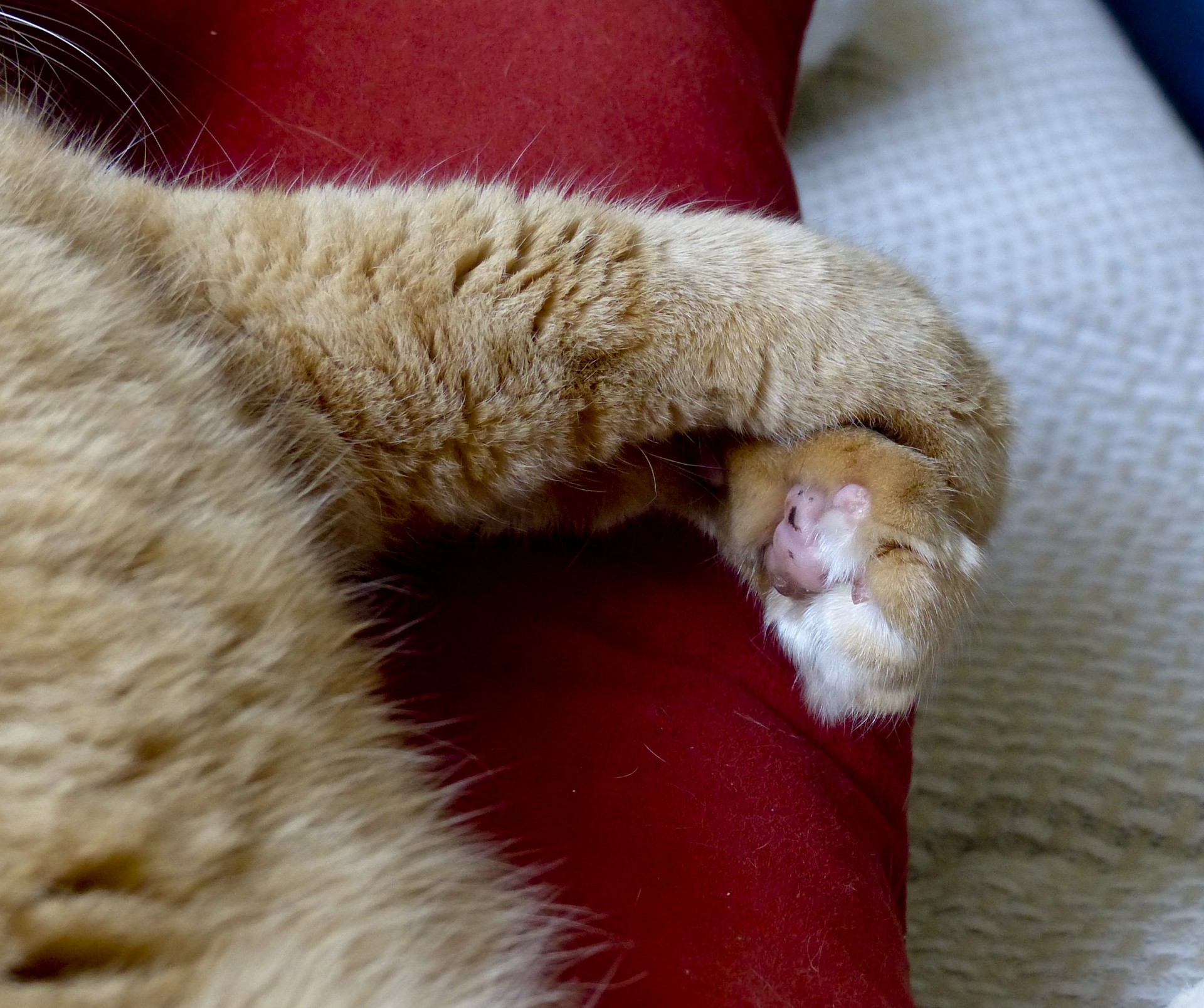 cat paws crossed free photo