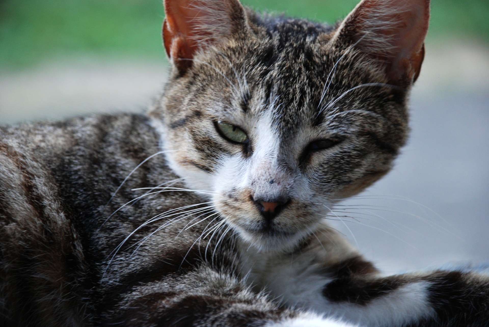 grey tabby cat free photo