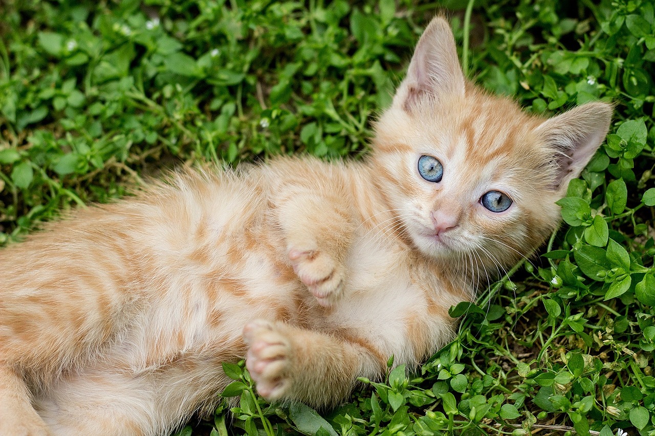 tabby kitten red cat ginger kitten free photo