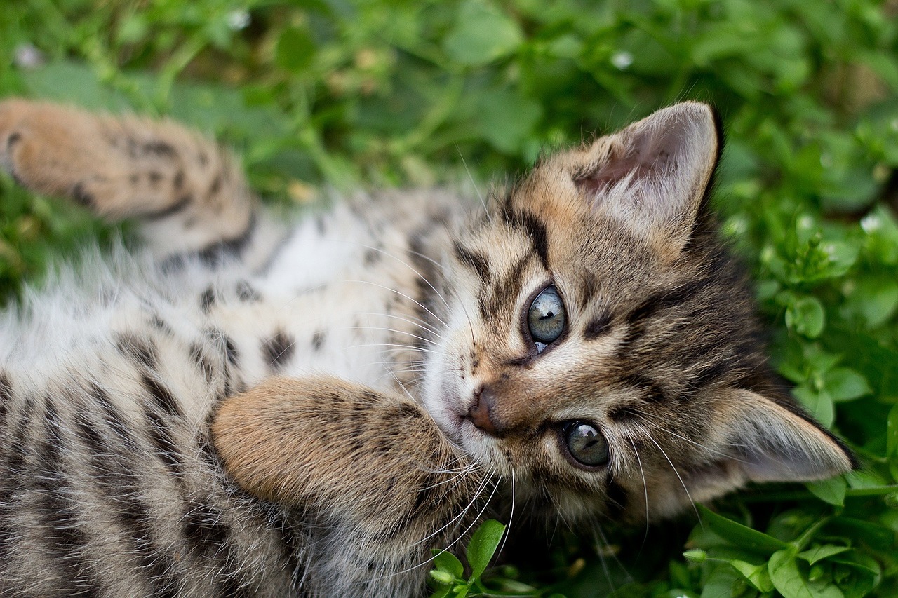 tabby kitten gray kitten wild free photo