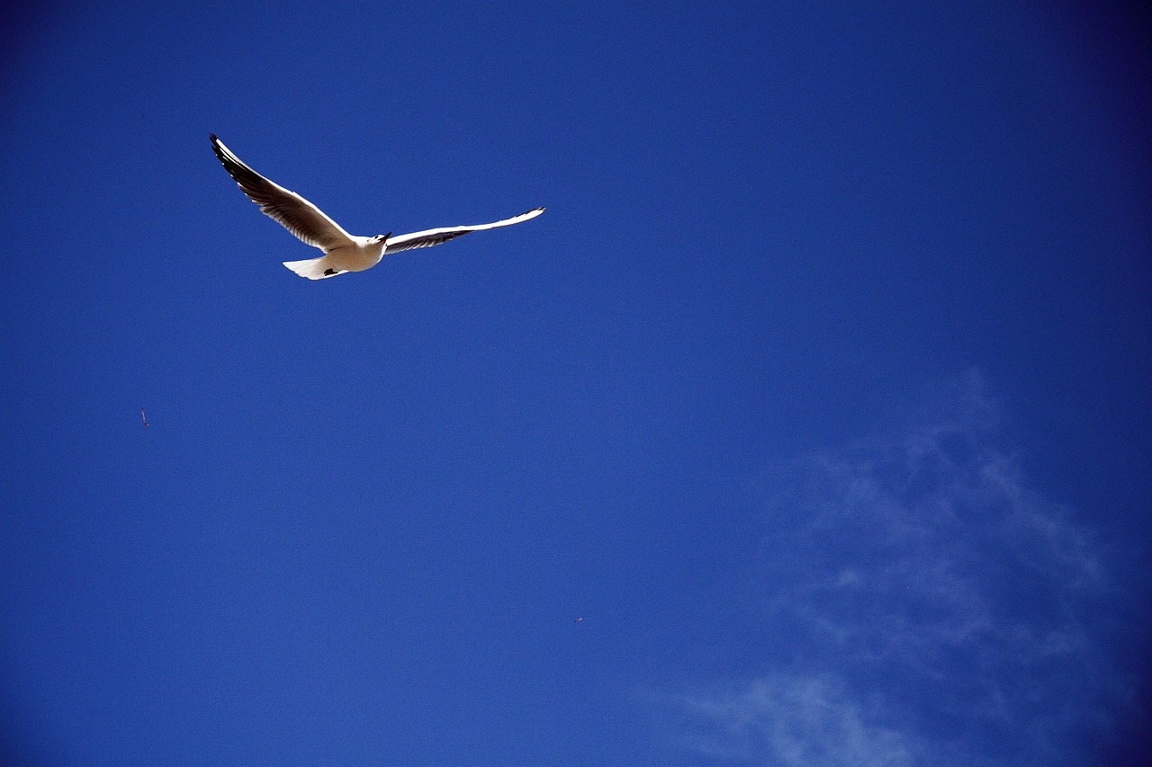 tabitha new seagull free photo