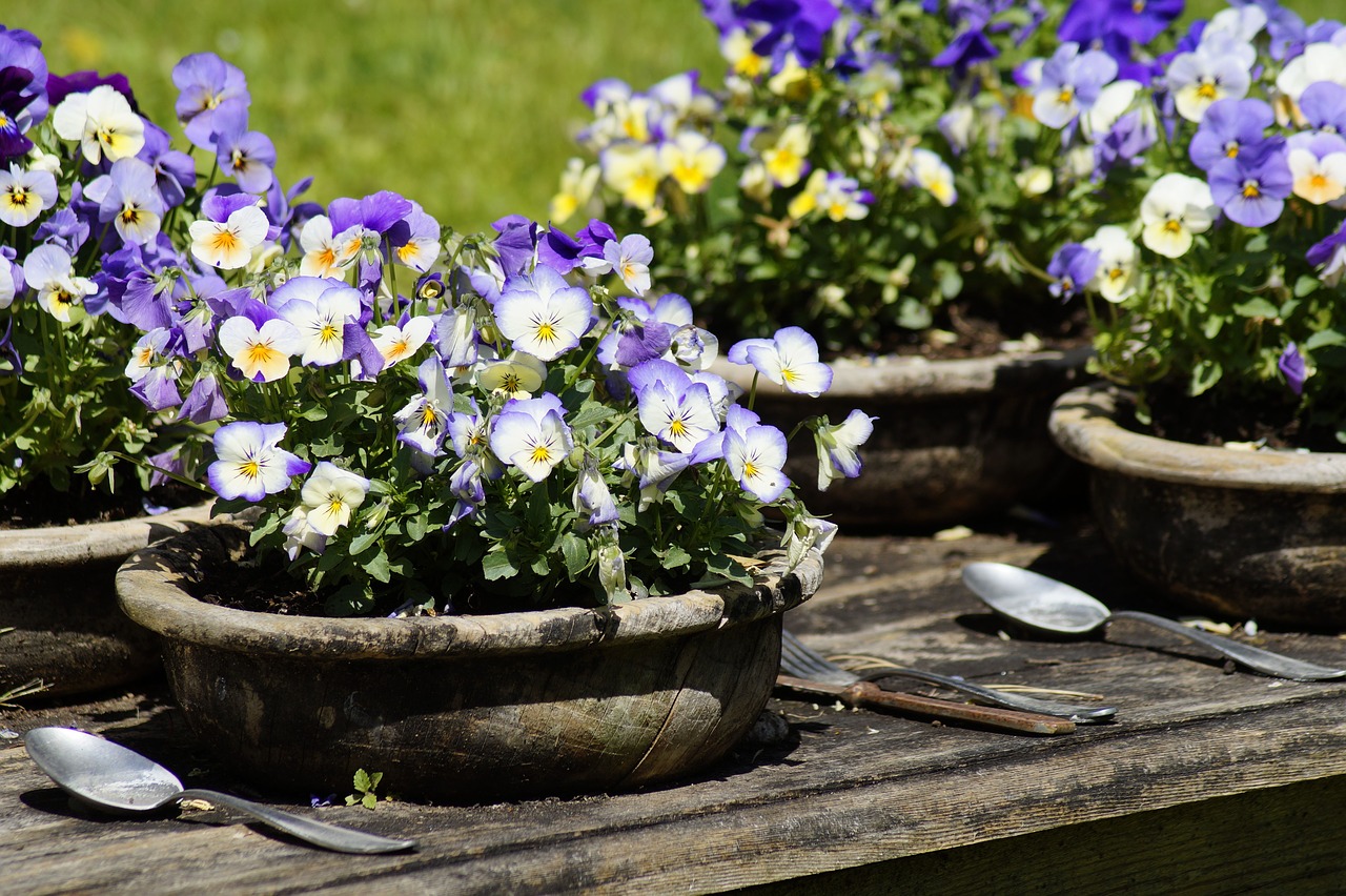 table  nature  flowers free photo