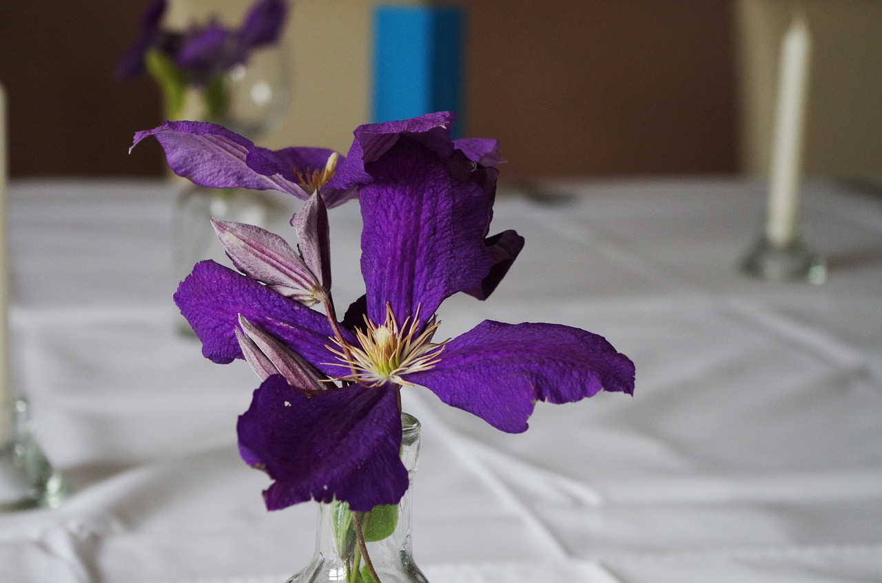 table manners flower purple free photo