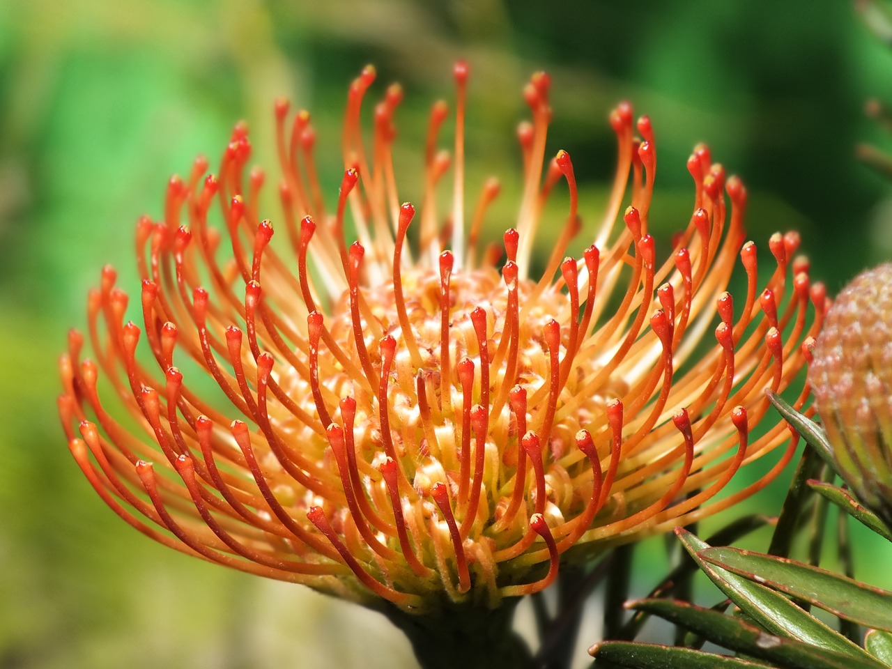 table mountain cape town flower free photo