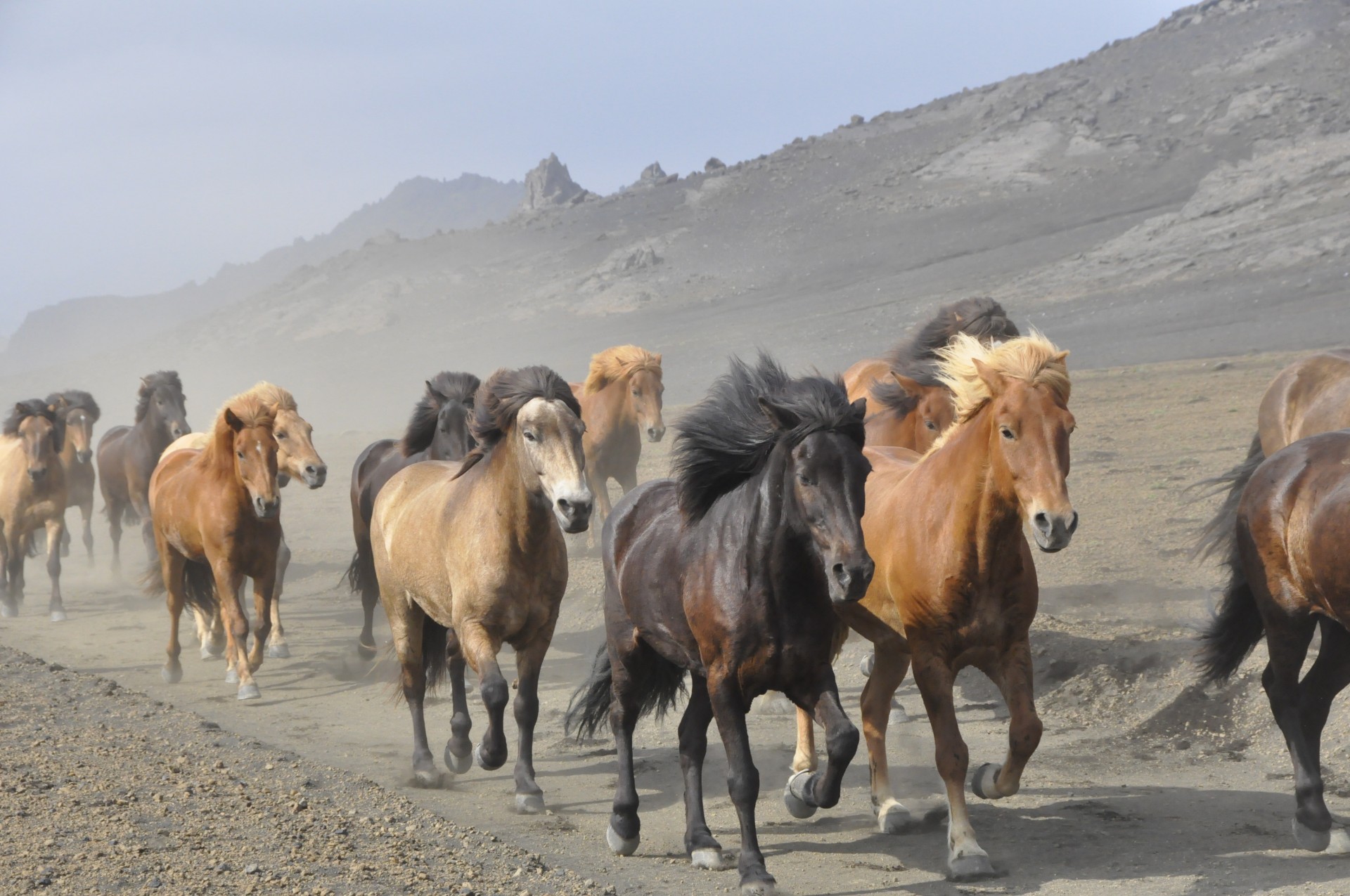 horses iceland gallop free photo