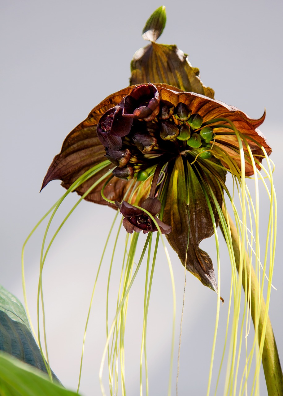 tacca black orchid orchid free photo