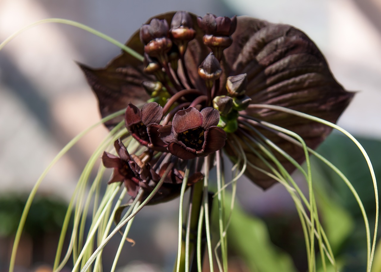 tacca black orchid orchid free photo