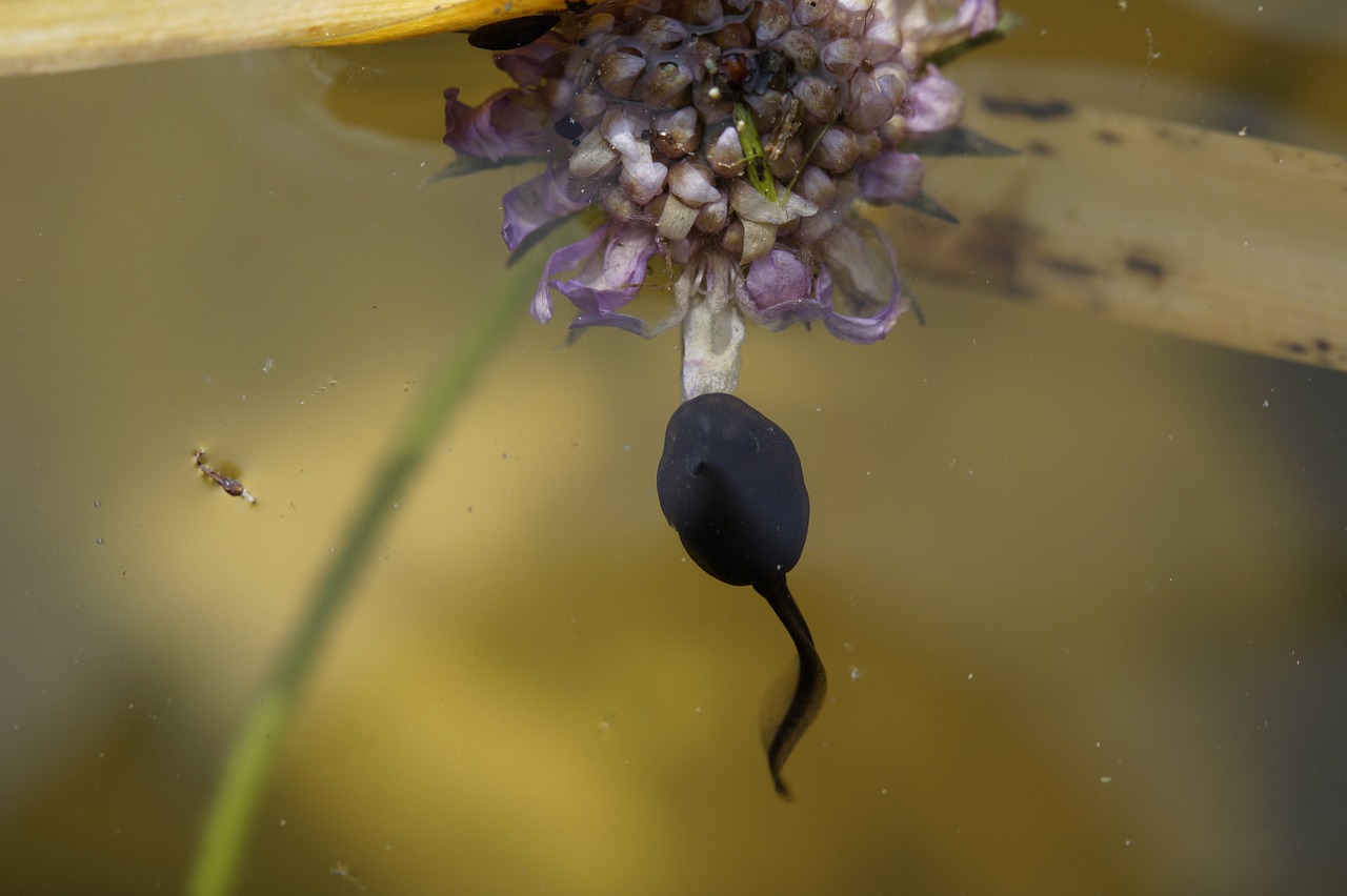 tadpole spring frog free photo