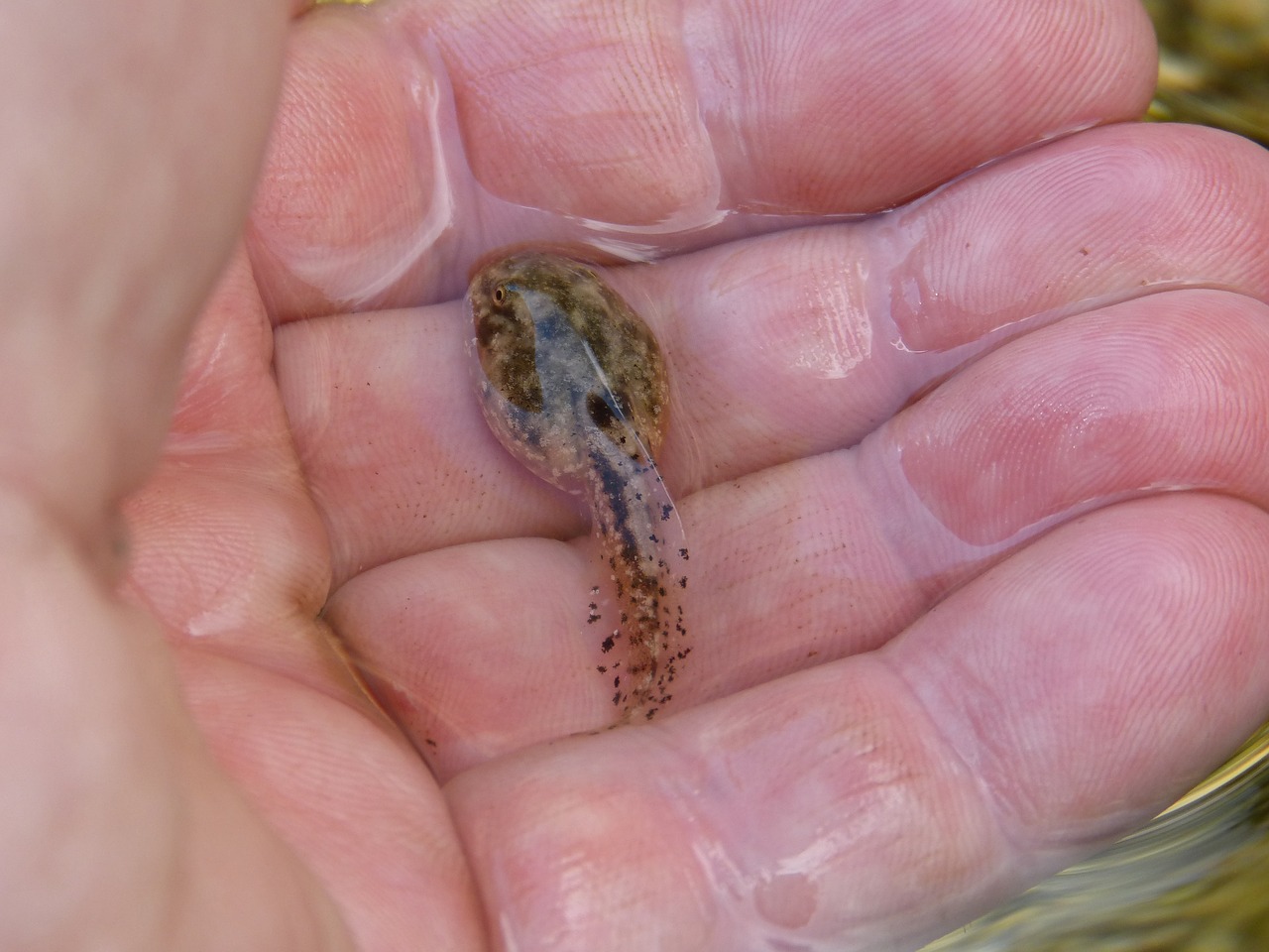 tadpole hand detail free photo