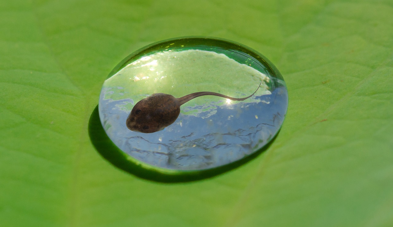 tadpole water drop free photo