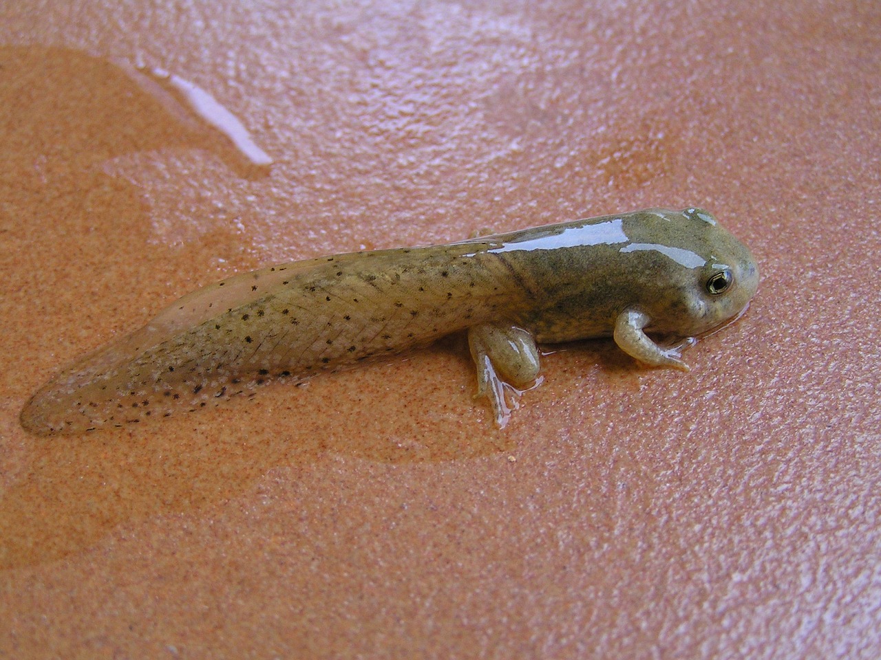 tadpole frog amphibious free photo