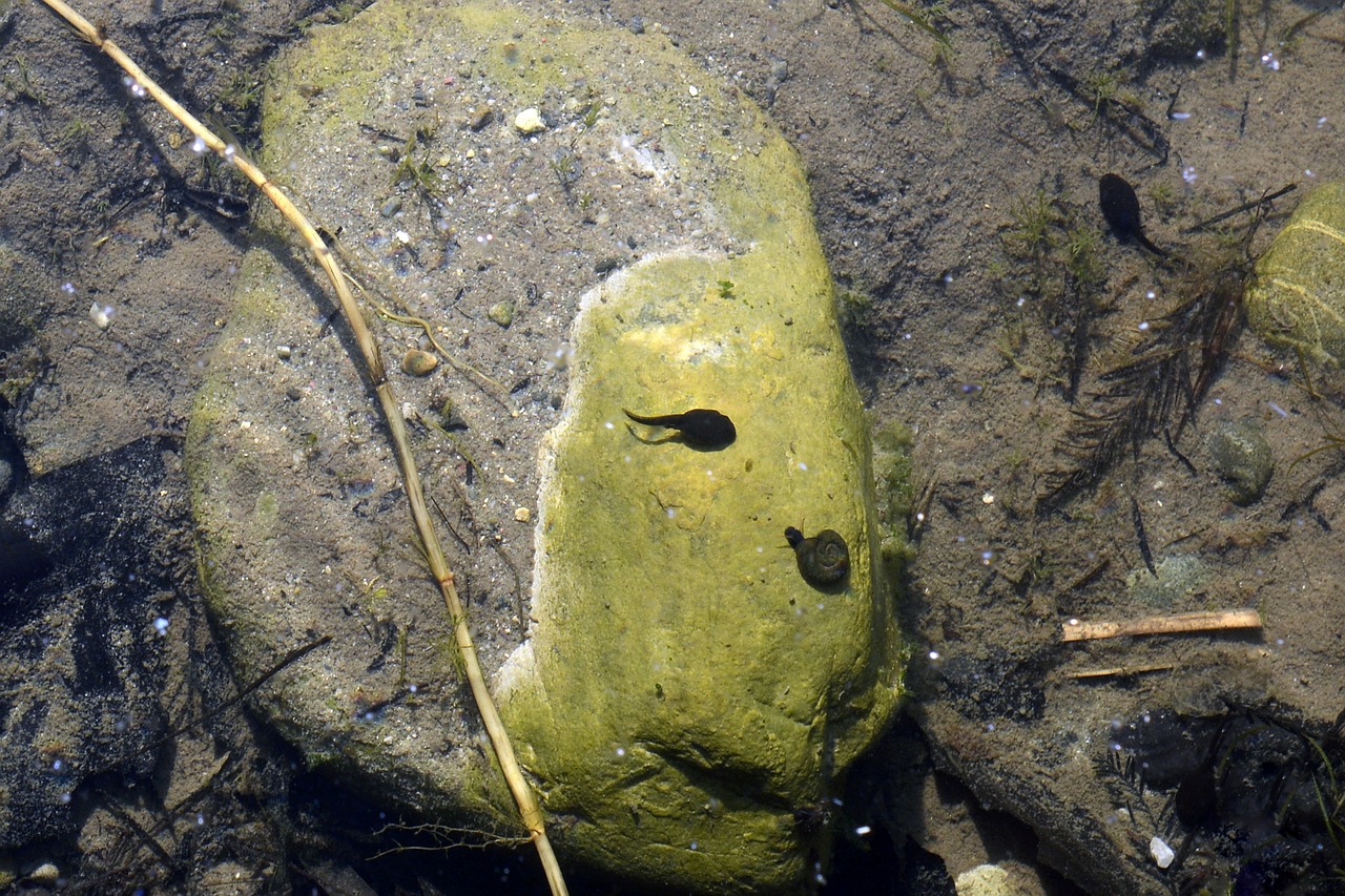 tadpole water snail underwater free photo