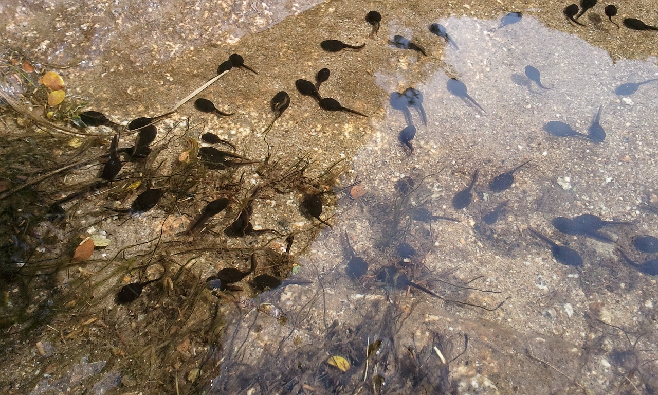 tadpole amphibian nature free photo