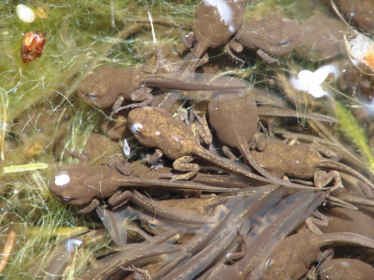 tadpoles animal frog free photo