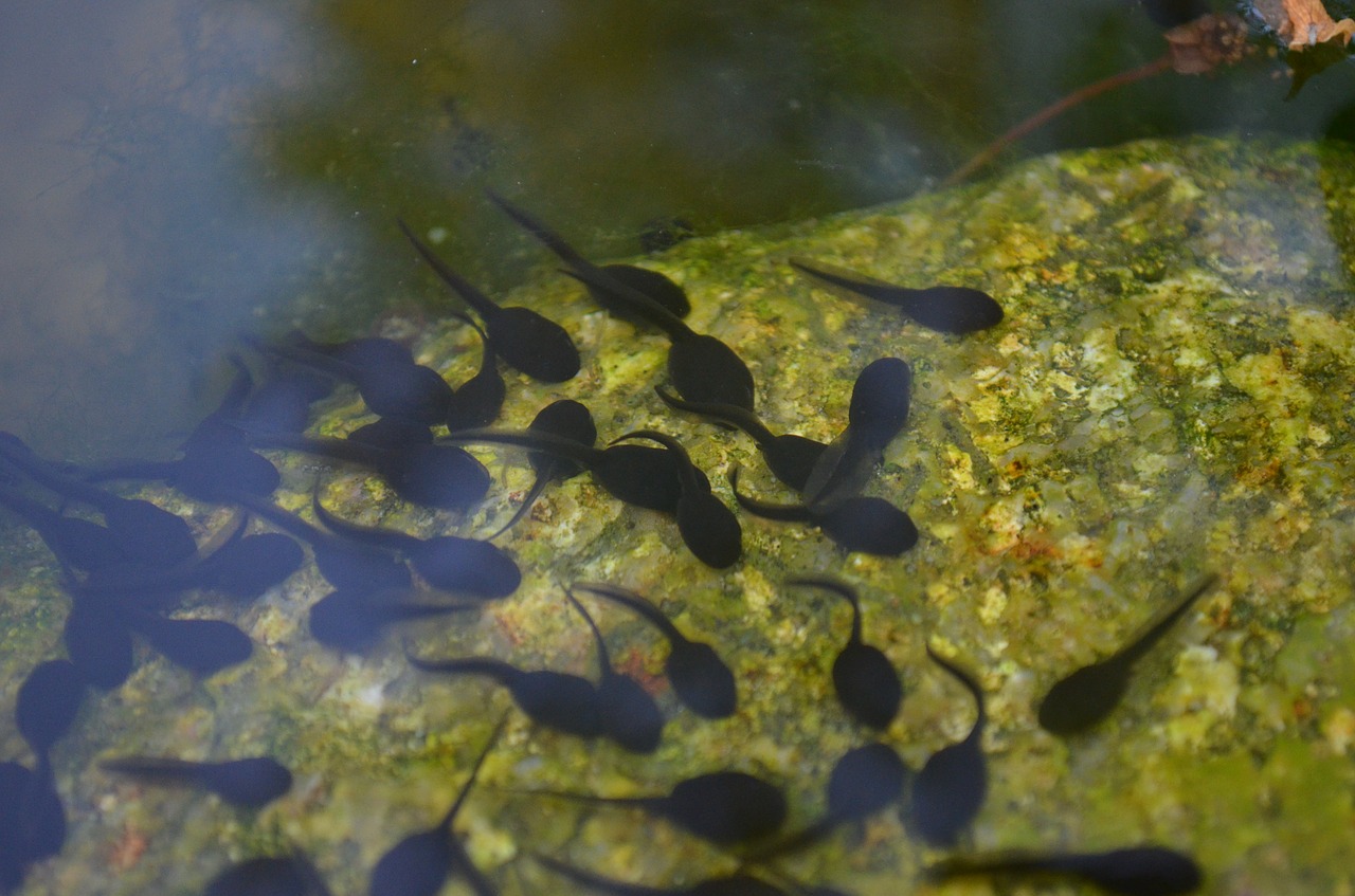 tadpoles pond water free photo