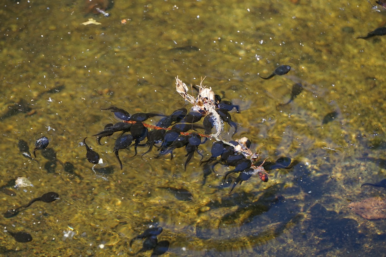 tadpoles  lake  pond free photo