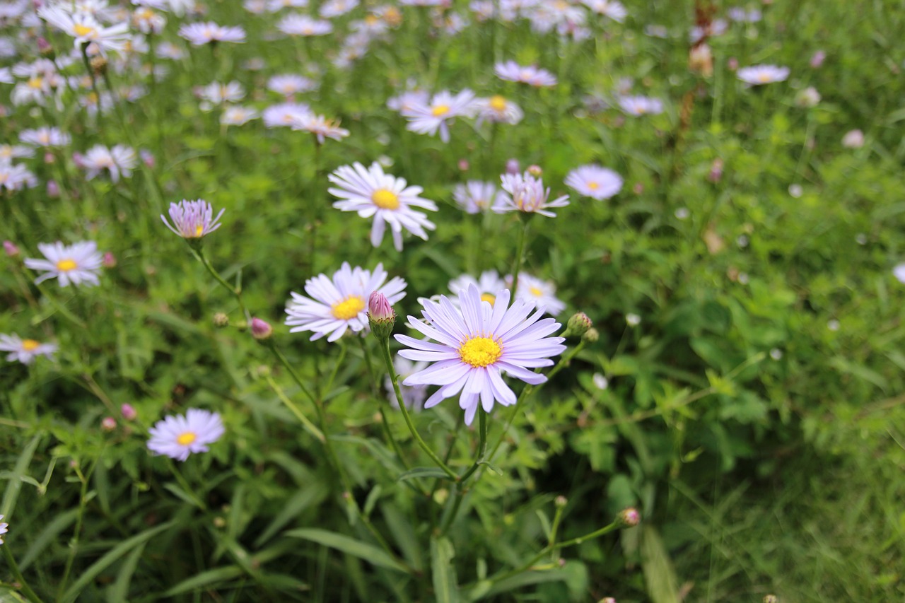 tae-alpine phoenix park gangwon do free photo